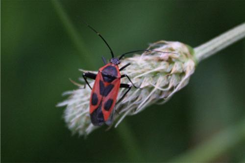 Calocoris nemoralis